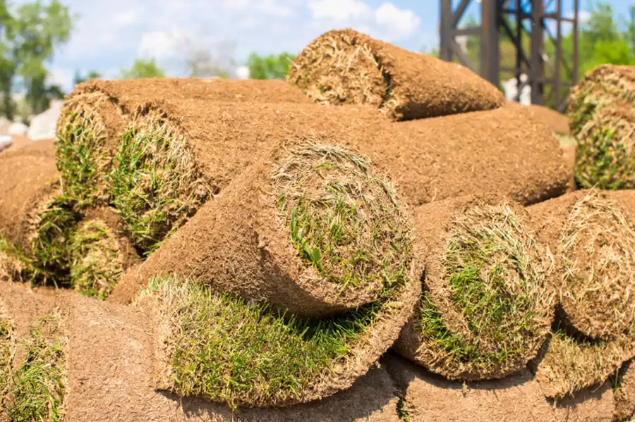 Benefits Of Sod Over Seed For Lawn Establishment in Moreno Valley, CA