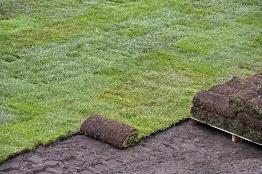 How To Maintain Your Lawn After Professional Sod Installation in Moreno Valley, CA